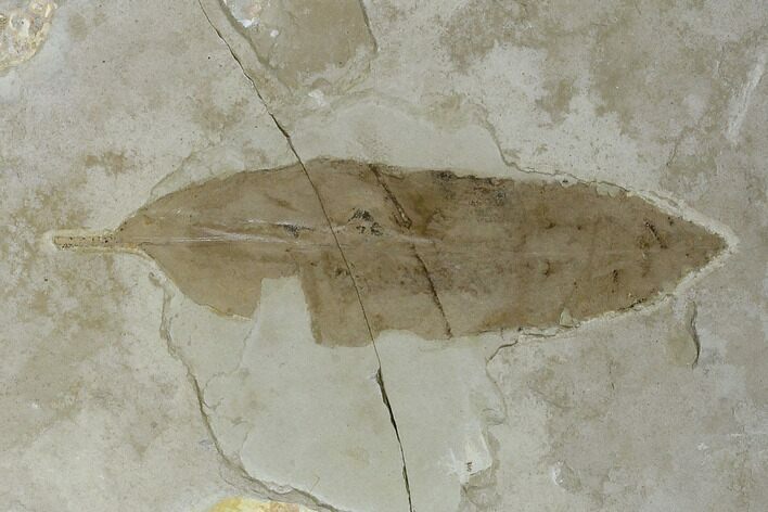 Fossil Laurel Leaf (Ocotea) - Green River Formation, Utah #118012